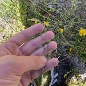 Dichelachne sp. at Cotter River, ACT - 19 Feb 2023 02:04 PM