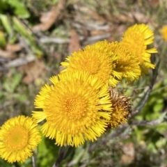 Podolepis robusta (Alpine Podolepis) at Bimberi Nature Reserve - 19 Feb 2023 by Tapirlord