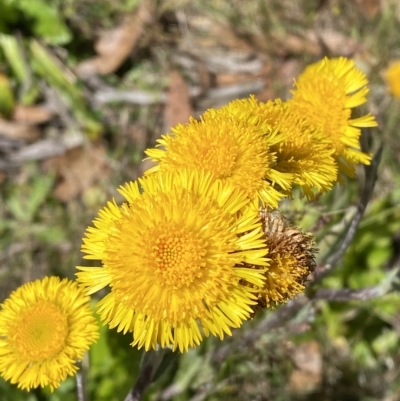 Podolepis robusta (Alpine Podolepis) at Bimberi Nature Reserve - 19 Feb 2023 by Tapirlord