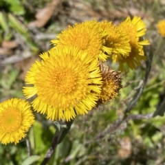 Podolepis robusta at Brindabella, NSW - 19 Feb 2023