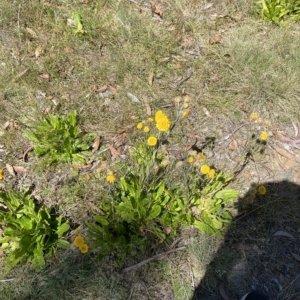 Podolepis robusta at Brindabella, NSW - 19 Feb 2023