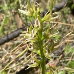 Paraprasophyllum montanum (Brindabella leek orchid) at Cotter River, ACT - 19 Feb 2023 by Tapirlord