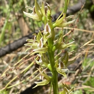 Paraprasophyllum montanum at Cotter River, ACT - 19 Feb 2023