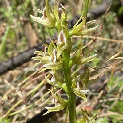 Paraprasophyllum montanum (Brindabella leek orchid) at Cotter River, ACT - 19 Feb 2023 by Tapirlord