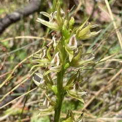 Paraprasophyllum montanum at Cotter River, ACT - 19 Feb 2023