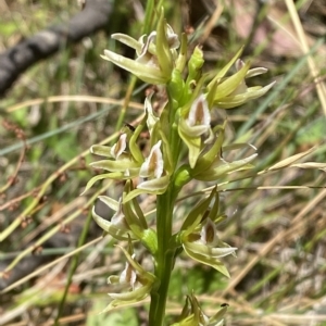 Paraprasophyllum montanum at Cotter River, ACT - 19 Feb 2023