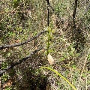 Paraprasophyllum montanum at Cotter River, ACT - 19 Feb 2023