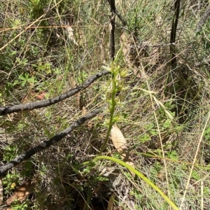Prasophyllum montanum at Cotter River, ACT - 19 Feb 2023