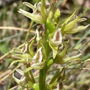 Paraprasophyllum montanum at Cotter River, ACT - 19 Feb 2023