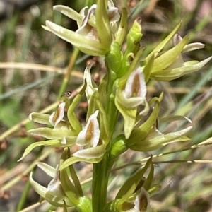 Prasophyllum montanum at Cotter River, ACT - 19 Feb 2023