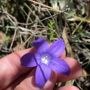 Wahlenbergia gloriosa at Cotter River, ACT - 19 Feb 2023