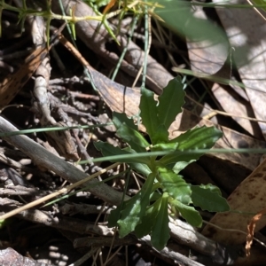 Wahlenbergia gloriosa at Cotter River, ACT - 19 Feb 2023