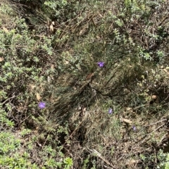 Wahlenbergia gloriosa at Cotter River, ACT - 19 Feb 2023 12:18 PM