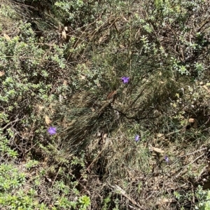 Wahlenbergia gloriosa at Cotter River, ACT - 19 Feb 2023 12:18 PM