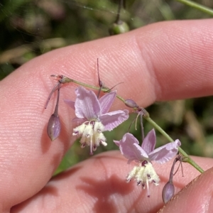 Arthropodium milleflorum at Cotter River, ACT - 19 Feb 2023