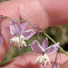 Arthropodium milleflorum at Cotter River, ACT - 19 Feb 2023