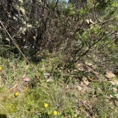 Arthropodium milleflorum at Cotter River, ACT - 19 Feb 2023