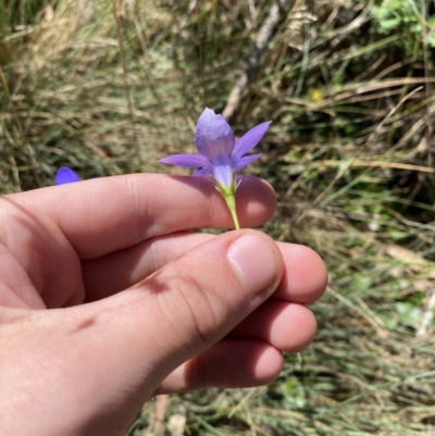 Wahlenbergia stricta subsp. stricta (Tall Bluebell) at Cotter River, ACT - 19 Feb 2023 by Tapirlord