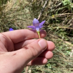 Wahlenbergia stricta subsp. stricta (Tall Bluebell) at Cotter River, ACT - 19 Feb 2023 by Tapirlord