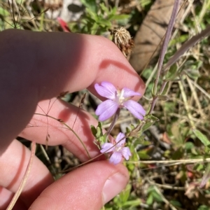 Epilobium billardiereanum subsp. hydrophilum at Cotter River, ACT - 19 Feb 2023