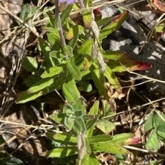 Epilobium billardiereanum subsp. hydrophilum at Cotter River, ACT - 19 Feb 2023