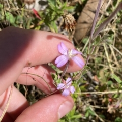 Epilobium billardiereanum subsp. hydrophilum at Cotter River, ACT - 19 Feb 2023 12:10 PM