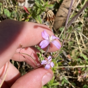 Epilobium billardiereanum subsp. hydrophilum at Cotter River, ACT - 19 Feb 2023