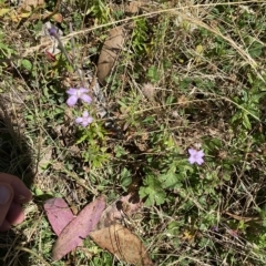 Epilobium billardiereanum subsp. hydrophilum at Cotter River, ACT - 19 Feb 2023 12:10 PM