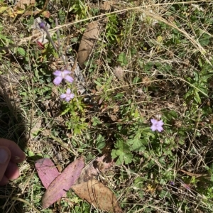 Epilobium billardiereanum subsp. hydrophilum at Cotter River, ACT - 19 Feb 2023