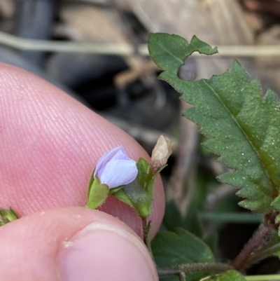 Veronica grosseserrata (A Speedwell) at Uriarra Village, ACT - 19 Feb 2023 by Tapirlord