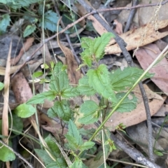 Veronica grosseserrata at Uriarra Village, ACT - 19 Feb 2023 11:08 AM