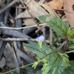 Veronica grosseserrata at Uriarra Village, ACT - 19 Feb 2023