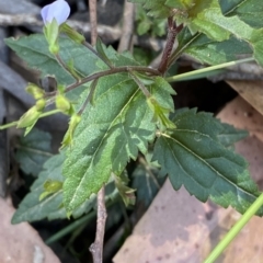 Veronica grosseserrata at Uriarra Village, ACT - 19 Feb 2023