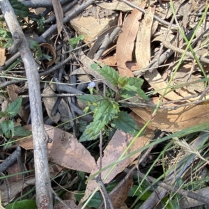 Veronica grosseserrata at Uriarra Village, ACT - 19 Feb 2023