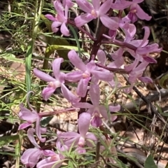 Dipodium roseum (Rosy Hyacinth Orchid) at Cotter River, ACT - 19 Feb 2023 by Tapirlord