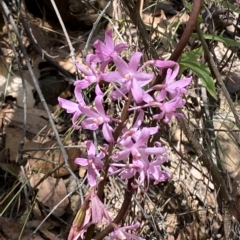 Dipodium roseum at Cotter River, ACT - 19 Feb 2023