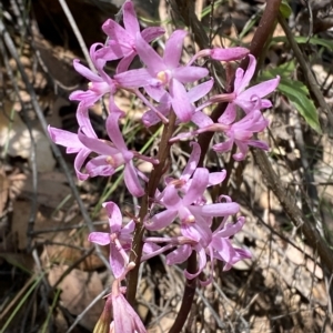 Dipodium roseum at Cotter River, ACT - suppressed