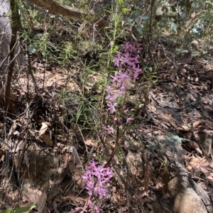 Dipodium roseum at Cotter River, ACT - suppressed