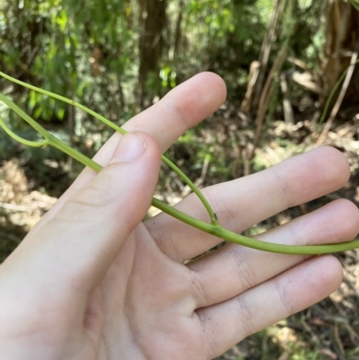 Cassytha melantha (Coarse Dodder-Laurel) at Cotter River, ACT - 19 Feb 2023 by Tapirlord