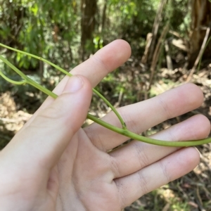 Cassytha melantha at Cotter River, ACT - 19 Feb 2023