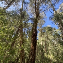 Cassytha melantha at Cotter River, ACT - 19 Feb 2023