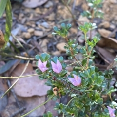 Boronia algida (Alpine Boronia) at Cotter River, ACT - 19 Feb 2023 by Tapirlord