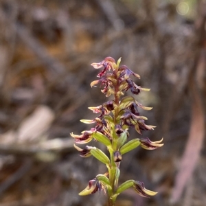 Corunastylis ectopa at suppressed - suppressed