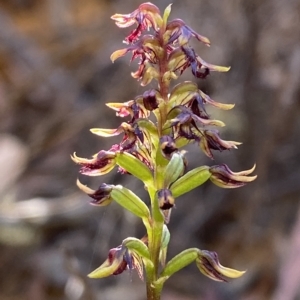 Corunastylis ectopa at suppressed - suppressed