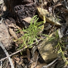 Lycopodium deuterodensum (Bushy Club Moss) at Cotter River, ACT - 18 Feb 2023 by Tapirlord