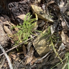 Lycopodium deuterodensum at Cotter River, ACT - 19 Feb 2023