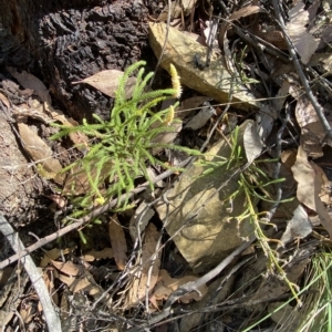 Lycopodium deuterodensum at Cotter River, ACT - 19 Feb 2023