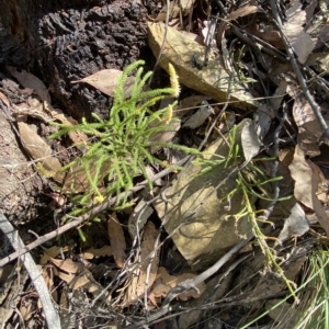 Pseudolycopodium densum at Cotter River, ACT - suppressed