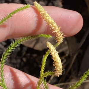 Lycopodium deuterodensum at Cotter River, ACT - 19 Feb 2023