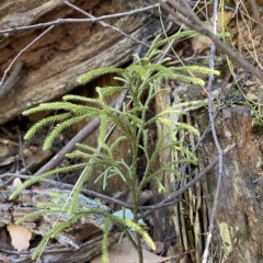 Pseudolycopodium densum at Cotter River, ACT - suppressed